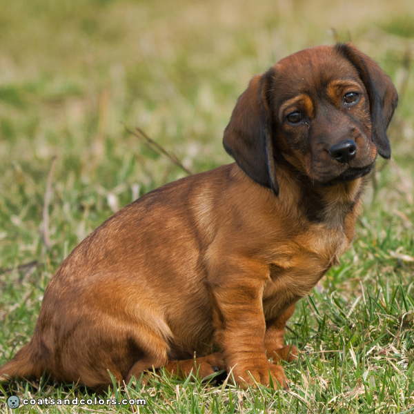 coatsandcolors.com Alpine Dachsbracke Colors red puppy dark overlay