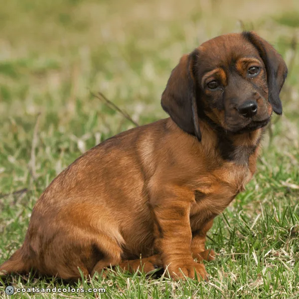 coatsandcolors.com Alpine Dachsbracke Colors red puppy dark overlay