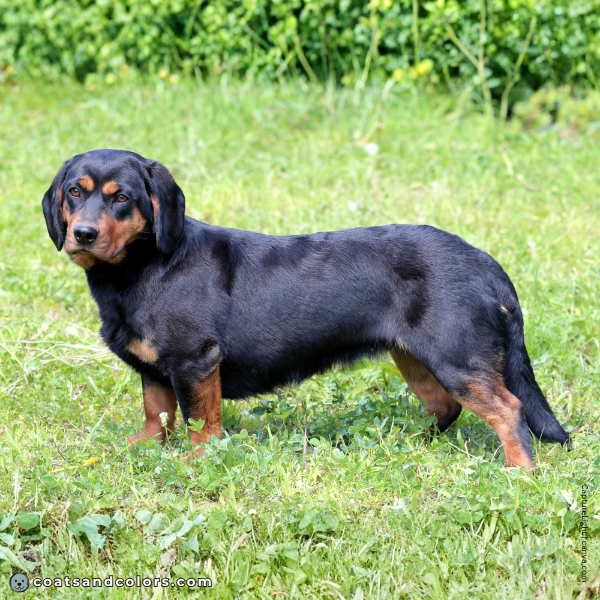 coatsandcolors.com Alpine Dachsbracke Colors tan point pattern