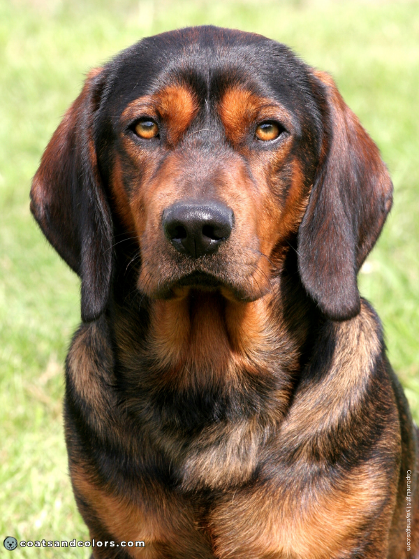 coatsandcolors.com Alpine Dachsbracke Colors very dark shaded red