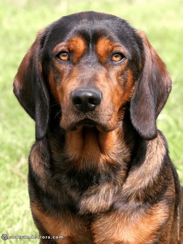 coatsandcolors.com Alpine Dachsbracke Colors very dark shaded red