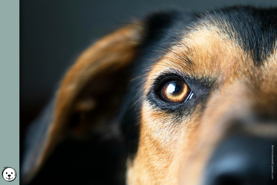 coatsandcolors.com Amber Eyes Dogs 900x600 1