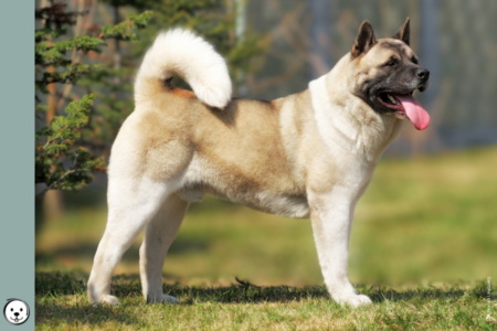 coatsandcolors.com American Akita colors 900x600 1