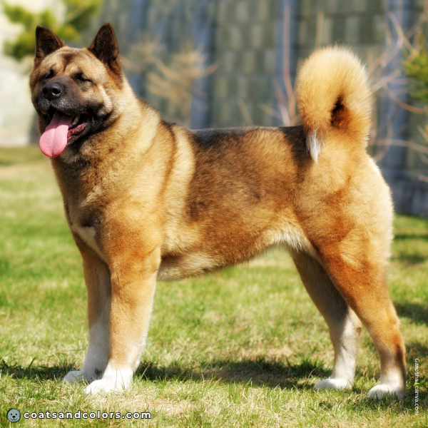 coatsandcolors.com American Akita colors base patetrn sable 1b