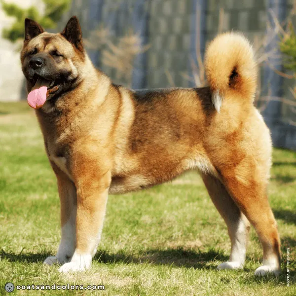 coatsandcolors.com American Akita colors base patetrn sable 1b