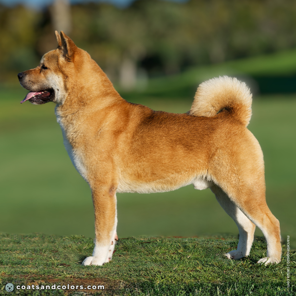 coatsandcolors.com American Akita colors base patetrn sable 1c