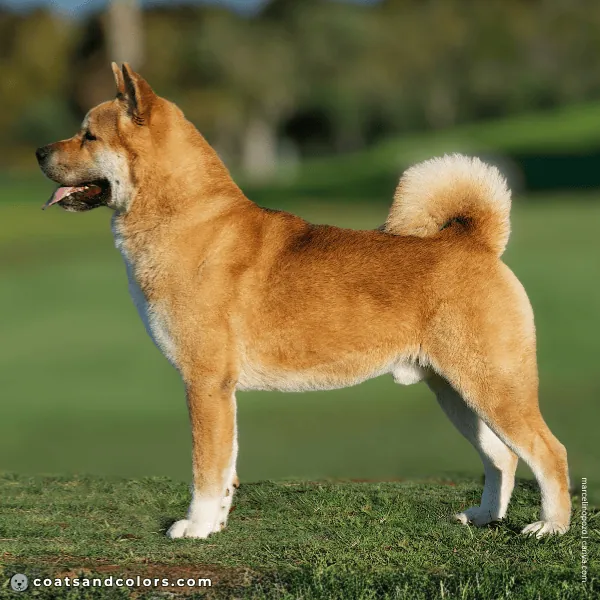 coatsandcolors.com American Akita colors base patetrn sable 1c