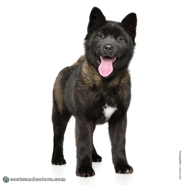 coatsandcolors.com American Akita colors base pattern black