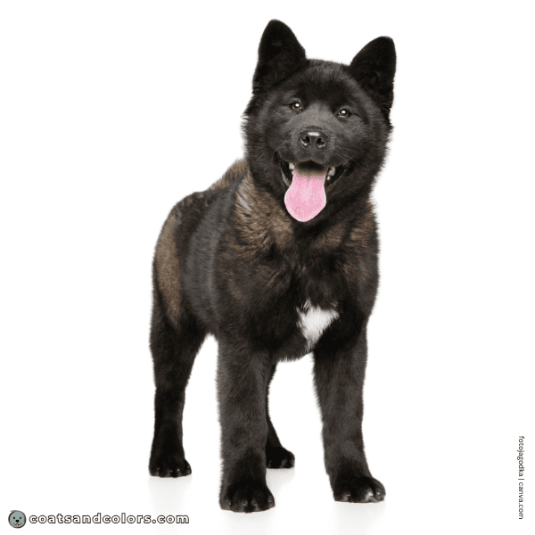 coatsandcolors.com American Akita colors base pattern black