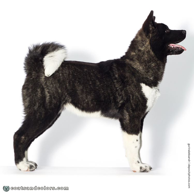 coatsandcolors.com American Akita colors base pattern brindle