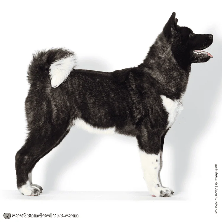coatsandcolors.com American Akita colors base pattern brindle