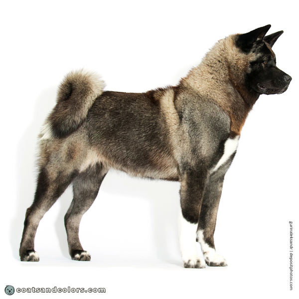 coatsandcolors.com American Akita colors base pattern brown agouti