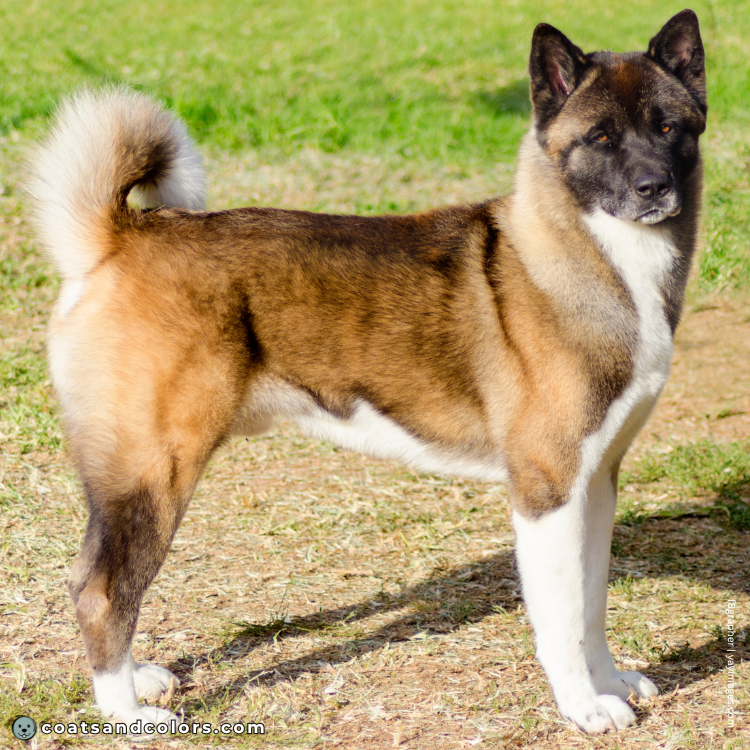 coatsandcolors.com American Akita colors base patterns normal sable