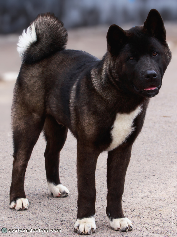 coatsandcolors.com American Akita colors black 1