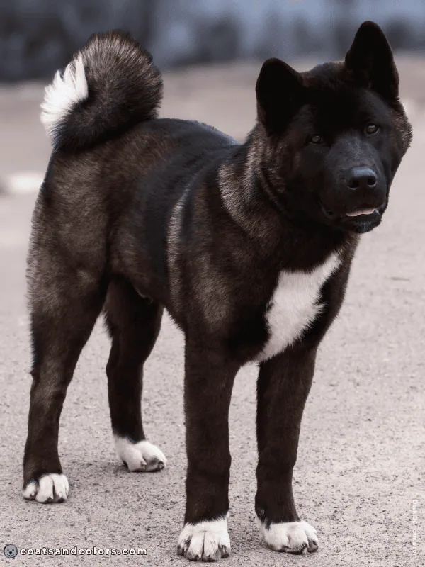 coatsandcolors.com American Akita colors black 1