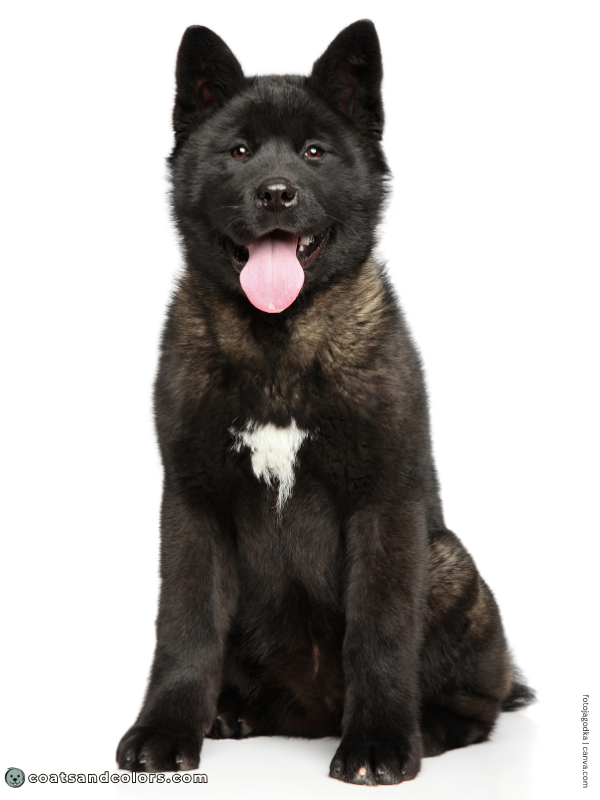 coatsandcolors.com American Akita colors black 2