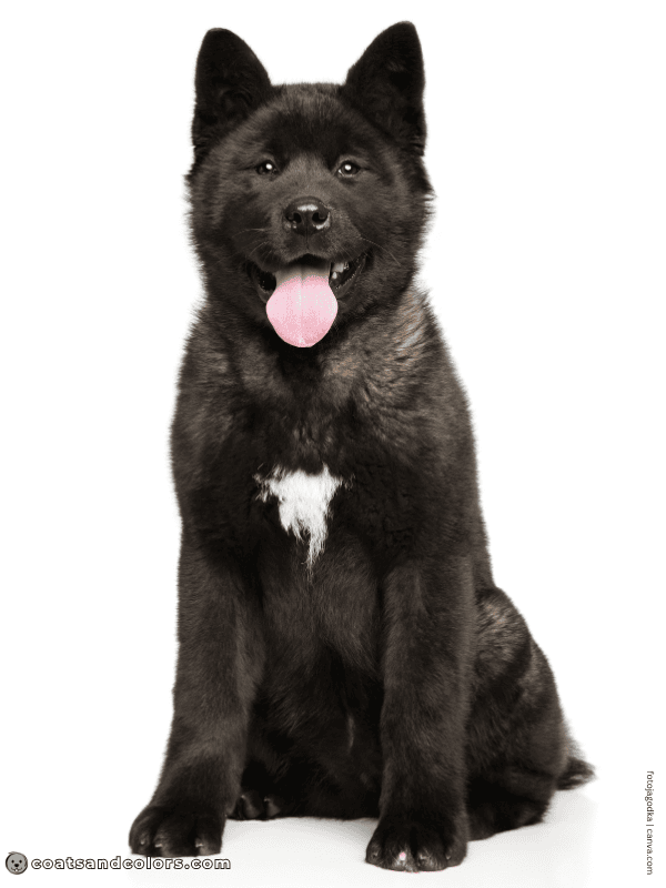 coatsandcolors.com American Akita colors black 2