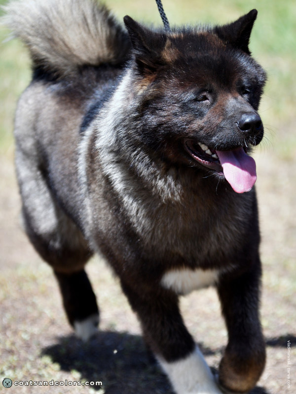 coatsandcolors.com American Akita colors black 3