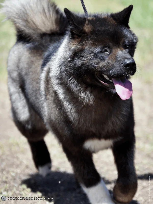 coatsandcolors.com American Akita colors black 3