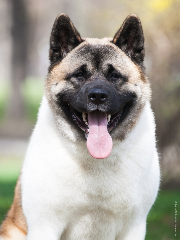 coatsandcolors.com American Akita colors black mask 2