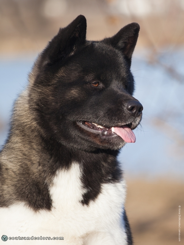 coatsandcolors.com American Akita colors black mask