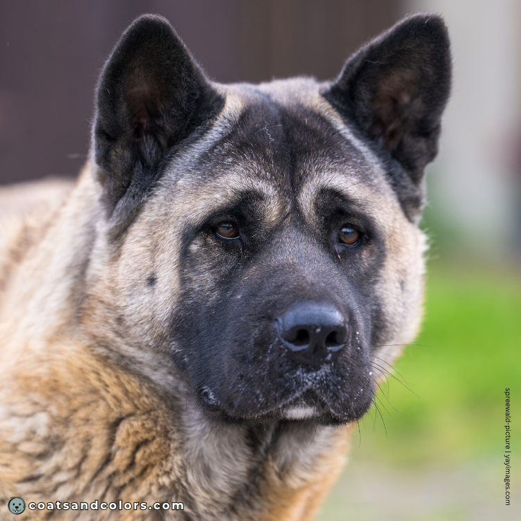 coatsandcolors.com American Akita colors black nose 1