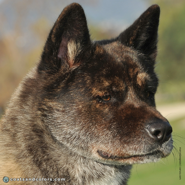 coatsandcolors.com American Akita colors black nose 2