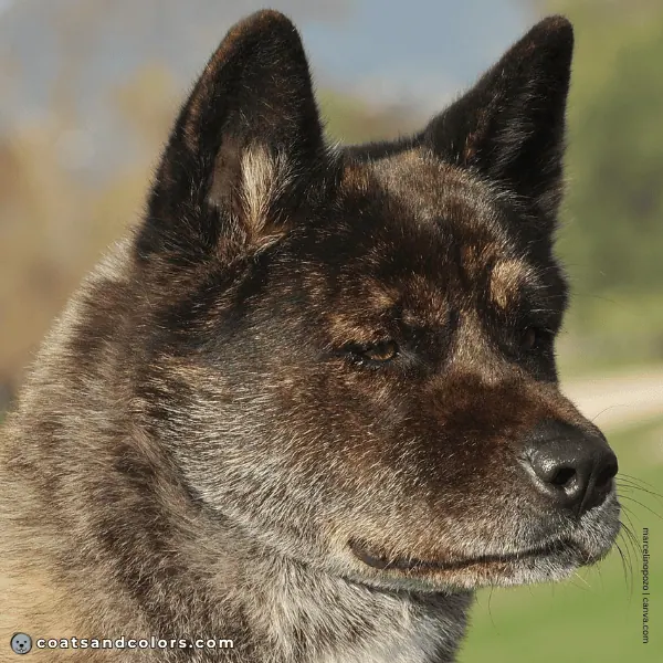 coatsandcolors.com American Akita colors black nose 2