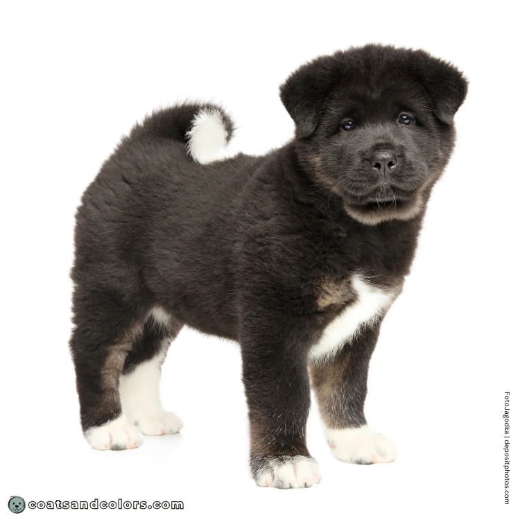 coatsandcolors.com American Akita colors black tan point white