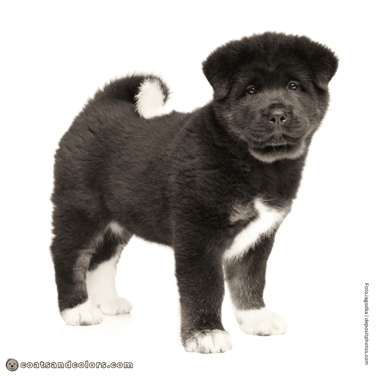 coatsandcolors.com American Akita colors black tan point white