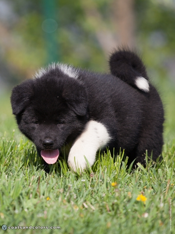 coatsandcolors.com American Akita colors black white markings puppy