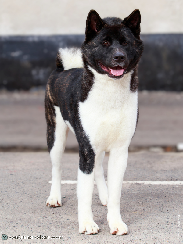 coatsandcolors.com American Akita colors brindle pinto 2