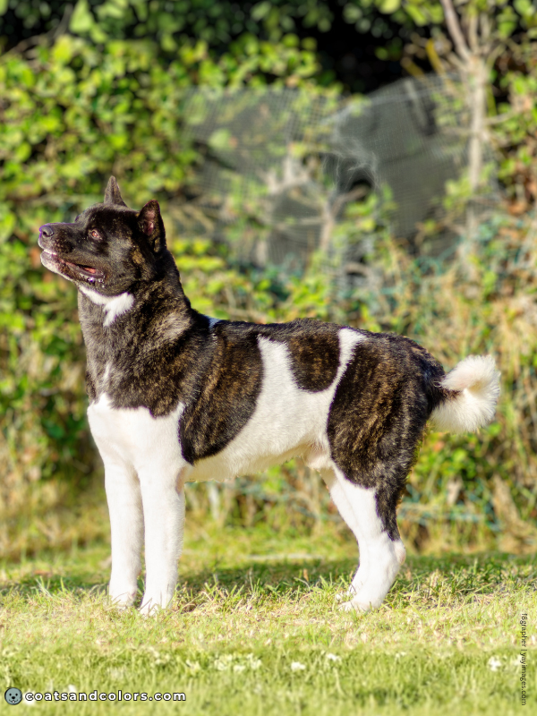 coatsandcolors.com American Akita colors brindle pinto