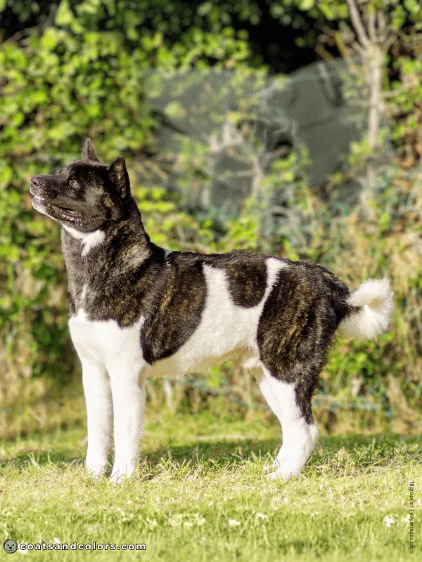 coatsandcolors.com American Akita colors brindle pinto