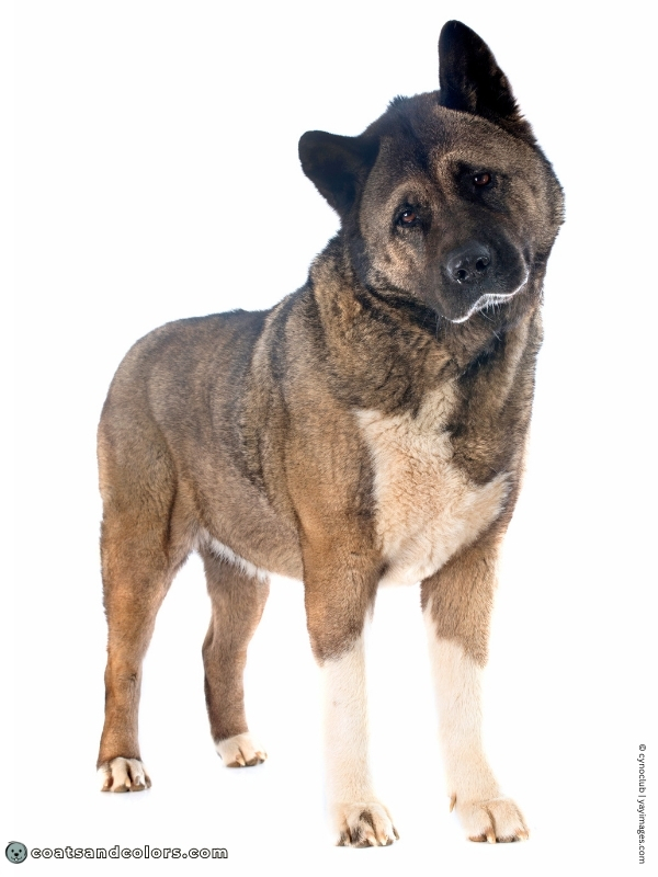 coatsandcolors.com American Akita colors brown 1