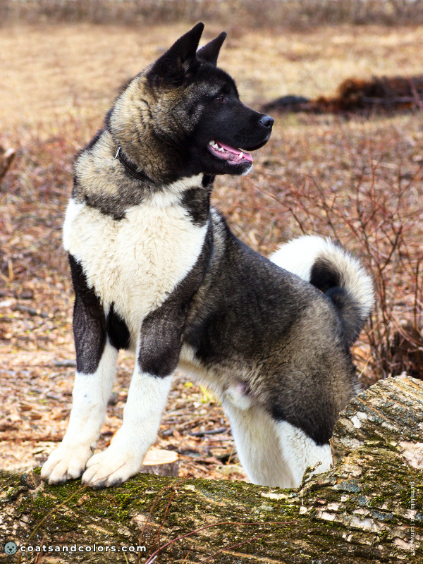 coatsandcolors.com American Akita colors brown 4