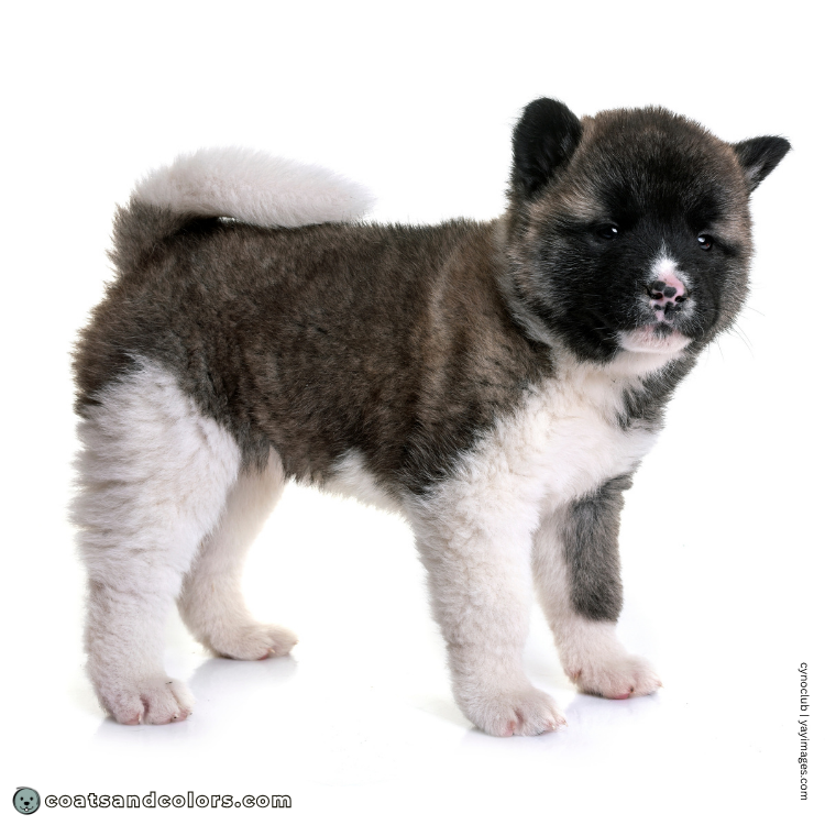 coatsandcolors.com American Akita colors brown puppy 1