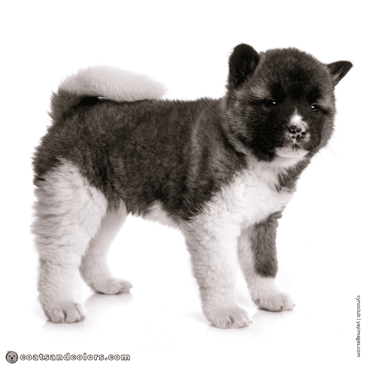 coatsandcolors.com American Akita colors brown puppy 1