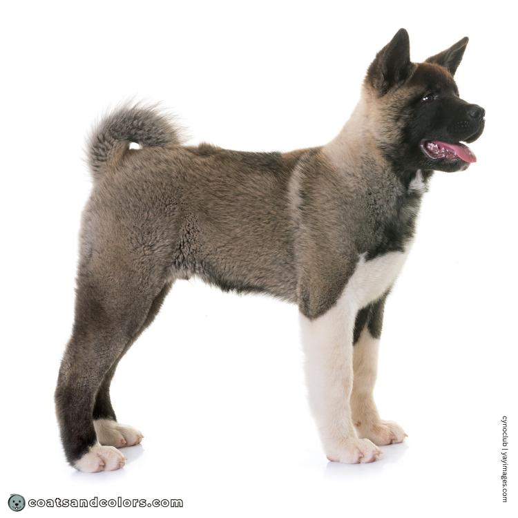 coatsandcolors.com American Akita colors brown puppy pale phase