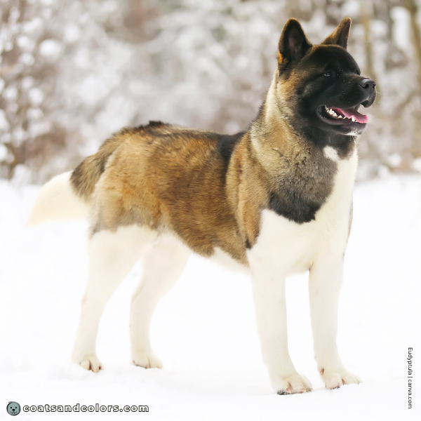 coatsandcolors.com American Akita colors coat type 2