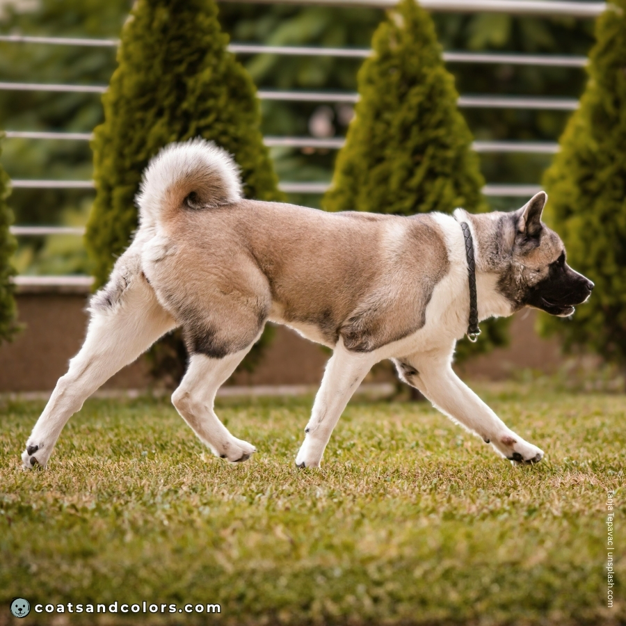 coatsandcolors.com American Akita colors coat type
