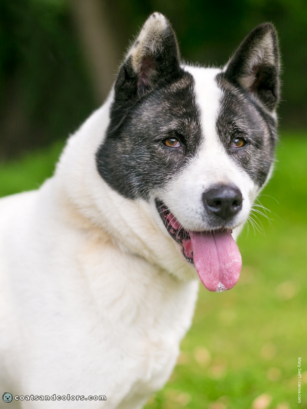 coatsandcolors.com American Akita colors extreme pinto white blaze