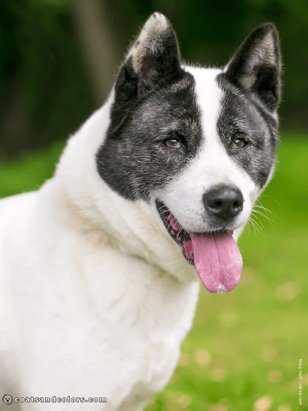 coatsandcolors.com American Akita colors extreme pinto white blaze
