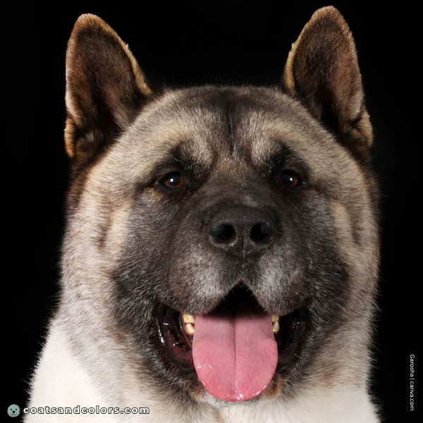 coatsandcolors.com American Akita colors eye color 1