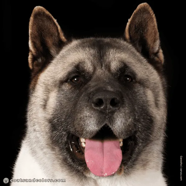 coatsandcolors.com American Akita colors eye color 1