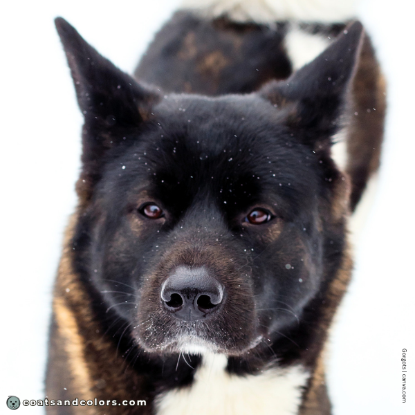 coatsandcolors.com American Akita colors eye color 2