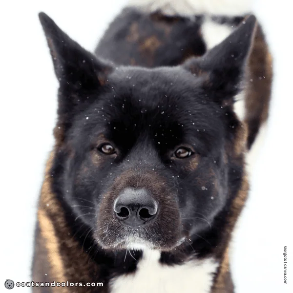 coatsandcolors.com American Akita colors eye color 2