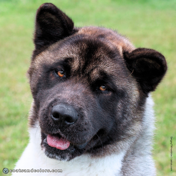 coatsandcolors.com American Akita colors eyes medium brown