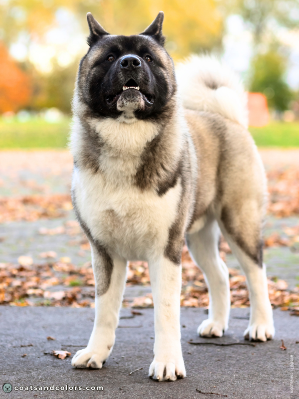 coatsandcolors.com American Akita colors fawn 3 1