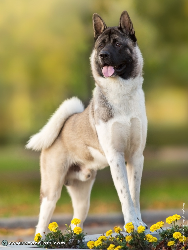 coatsandcolors.com American Akita colors fawn 3